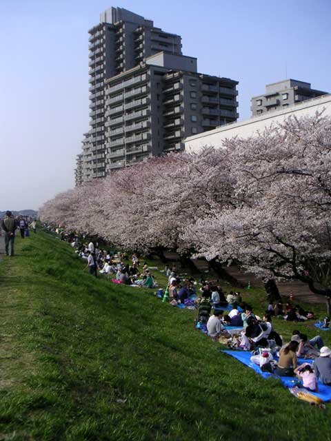 ](/assets/img_old/ver3/242.jpg)天気も良くてお花見日和なので、多摩川まで散歩してきました。[咲いてる！咲いてますねえ！お花見の人々もいっぱい
